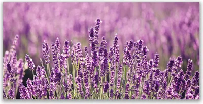 Produktbild von Glasbilder 120x60 Wandbild Druck auf Glas Blumen Pflanzen