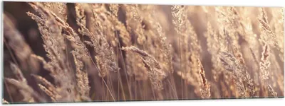 Produktbild von Bilder auf glas - Einteilig - Boho Ähren Feld - 160x50cm - Glasbilder - Wandbilder - Bilder - zum Aufhängen bereit - Wanddekoration aus Glas - Glas Bilder - Wandbild auf Glas - GAB160x50-4838