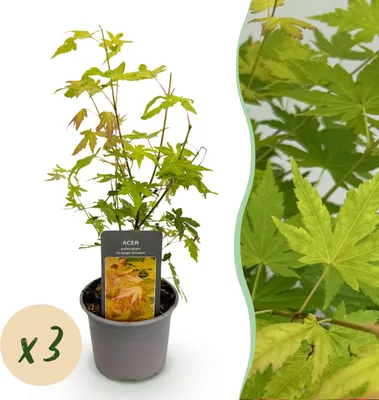 Produktbild von Acer palmatum Orange Dream - Orange - 3 Pflanzen - Laubabwerfend - Pflegeleicht - 25-35cm - Ø12cm - Gartenpflanze