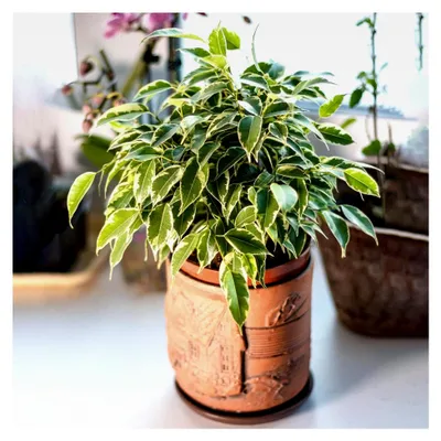 Produktbild von Ficus "Starlight" | Immergrüne bunte Birken-Feige | Pflanze für Haus und Büro