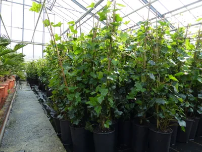Produktbild von 10 Stück Efeu Hedera helix 100 - 120 cm Heckenpflanze winterhart Kletterpflanze Hecke Sichtschutz blickdicht