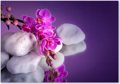 Produktbild von Tulup® Glas-Bild - 100 x 70 - Wandbild aus Glas - Wandkunst - Wandbild hinter gehärtetem Sicherheitsglas - Blumen & Pflanzen - Orchidee - Lila