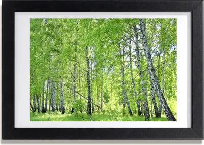 Produktbild von Bild 30x20 MDF-Rahmen, Wandkunst Birkenwald