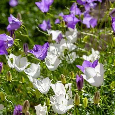 Produktbild von 3x Campanula c. Weisse Clips P9H20