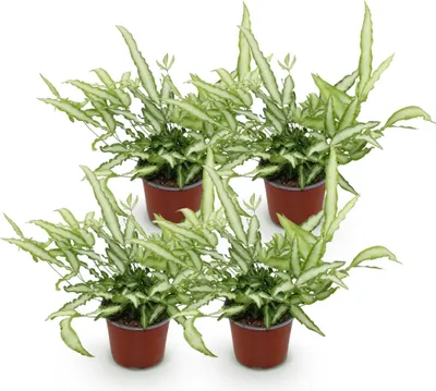 Immagine prodotto di Pteris cretica Albolineata, set di 4 piante, Ø12cm, altezza 28-30cm, felce