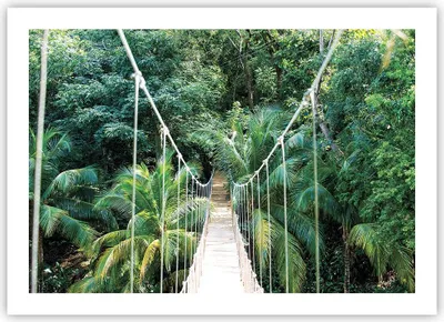 Produktbild von Poster - Poster ohne Rahmen - Tropen Dschungel Brücke - 70x50 cm - Wand Bild - Wanddeko - Wandbilder - Kunstposter - Wandposter - Bilder - Kunstdruck - Wanddekoration - Wandbild - P2XAA70x50-4963