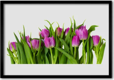 Produktbild von Bild 70x50 MDF-Rahmen Wandkunst Tulpen Blumen Pflanze