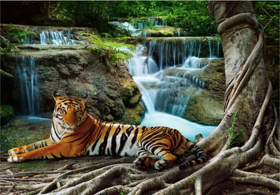 Produktbild von Vlies Fototapete Tiger Tiere Wasserfall 3D Effekt (254x184 cm - inkl. kleister) Tapete Wohnzimmer Schlafzimmer Modern Fototapeten Wandtapete Motivtapeten XXL Vliestapete UV-Beständig Montagefertig