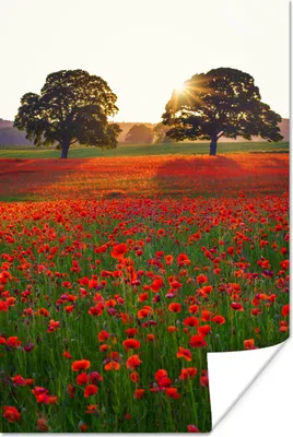 Produktbild von MuchoWow® Poster Mohnblumen - Blumenfeld - Sonne 40x60 cm - Plakate für die Wand - Poster Babyzimmer