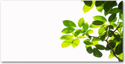 Produktbild von Tulup® Leinwandbild - 120x60 cm - Wandkunst - Drucke auf Leinwand - Leinwanddruck - Blumen & Pflanzen - Grün - Laub
