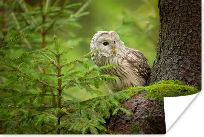 Produktbild von MuchoWow® Poster Eule auf einem Baum sitzend 30x20 cm - Plakate - Print