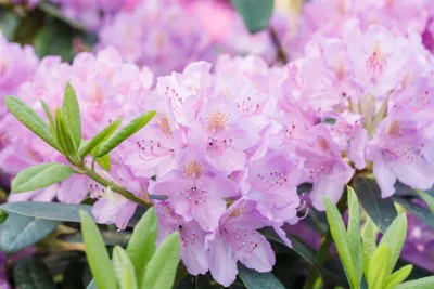 Produktbild von Rhododendron 'INKARHO', lila Dufthecke, 30–40 cm