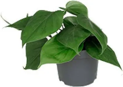 Produktbild von Philodendron Scandens - Baumfreund - Zimmerpflanze - Ø12cm - Ø15 - 20cm Höhe