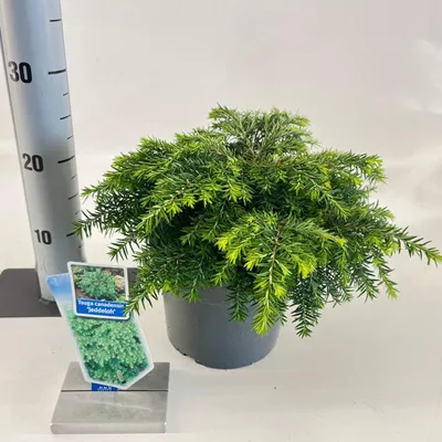 Obrázek produktu pro Tsuga can. „Jeddeloh“ – jedlovec kanadský | 25–30 cm v květináči