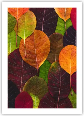 Produktbild von Poster - Poster ohne Rahmen - Herbst Blätter Grafiken - 50x70 cm - Wand Bild - Wanddeko - Wandbilder - Kunstposter - Wandposter - Bilder - Kunstdruck - Wanddekoration - Wandbild - P2XPA50x70-4635