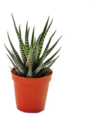 Produktbild von Haworthia fasciata - kleine Pflanze im 5,5cm Topf
