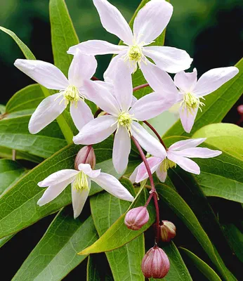 Produktbild von BALDUR Garten 1x Duft-Clematis 'Armandii' Waldrebe winterhart, Pflanze im 9x9 cm-Topf, Klematis, mehrjährige blühende Kletterpflanzen, bienen- und schmetterlingsfreundlich, blühend, Clematis Hybride