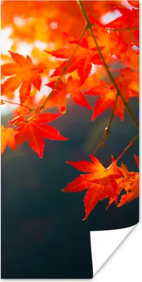 Produktbild von MuchoWow® Poster Herbstblätter in Japan 20x40 cm - Plakat - Foto