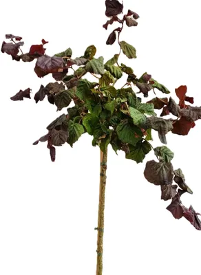 Image de Noisetier corylus avellana " Red Majestic" haute tige 125 - 150 cm de hauteur
