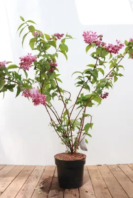 Produktbild von Deutzia hybrida 'Strawberry Fields', Maiblumenstrauch, rosa, 80–100 cm