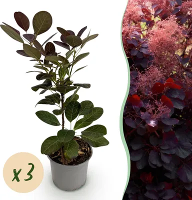 Zdjęcie produktu dla Cotinus coggyria Royal Purple - fioletowy - 3 rośliny - liściasty - niskie koszty utrzymania - 25-35cm - Ø12cm - Roślina ogrodowa