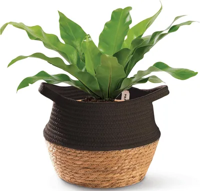 Produktbild von Seegras-Korb 25cm schwarz Baumwolle