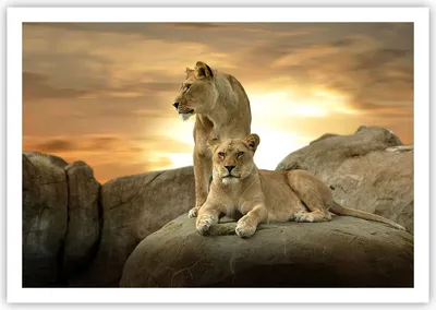 Produktbild von Poster - Poster ohne Rahmen - Löwen Sonnenuntergang Felsen Krallen - 100x70 cm - Wand Bild - Wanddeko - Wandbilder - Kunstposter - Wandposter - Bilder - Kunstdruck - Wandbild - P2XAA100x70-2958