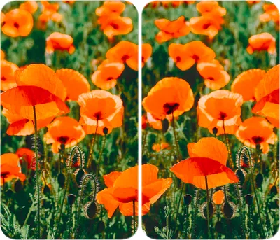 Image de WENKO Lot de 2 plaques de cuisinière Couverture Planche à découper Verre Champ de coquelicots