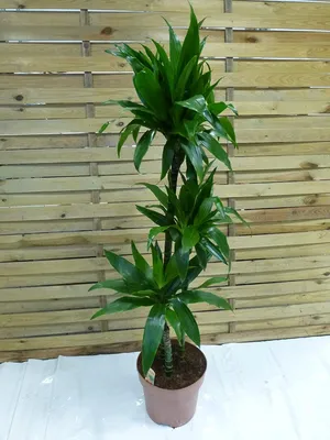 Produktbild von [Palmenlager] - XL Dracaena Janet Craig 3er Tuff 140 cm - Drachenbaum - // Zimmerpflanze