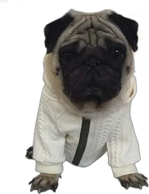 Produktbild von Bulldog Kapuzenpullover - Beige S