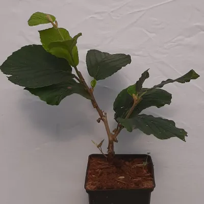 Produktbild von Zaubernuss Westerstede - gelbblühende Hamamelis 5 Liter Topfballen