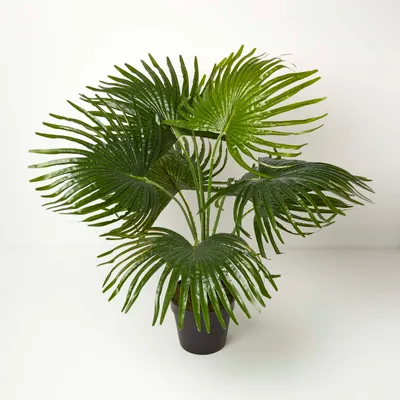 Produktbild von HOMESCAPES Kunstpalme im Topf, Fächerpalme, 80cm