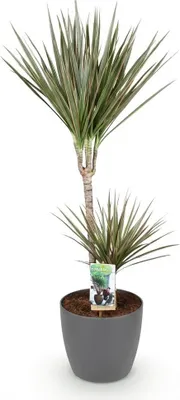 Zdjęcie produktu dla Drzewo smocze Dracaena Marginata Bicolor 100 cm, średnica 21 cm, roślina doniczkowa, łatwa w pielęgnacji