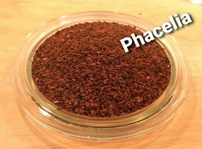 Produktbild von LanDixx Phacelia 1 kg Bienenweide Gründüngung Imkerpflanze Bienenfreund blau Saatgut