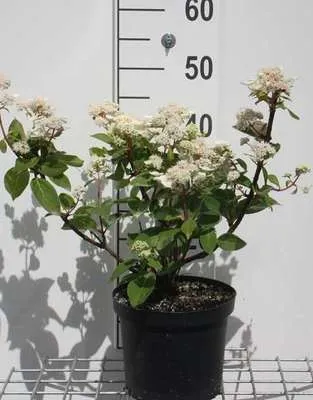 Zdjęcie produktu dla Hortensja pan. 'Dharuma' - Rispenhortensie Dharuma 30- 40 cm Pojemnik