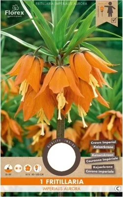 Immagine prodotto di Fritillaria Imperialis Aurora (1 pezzo) | Bulbi a  imperiale di Florex