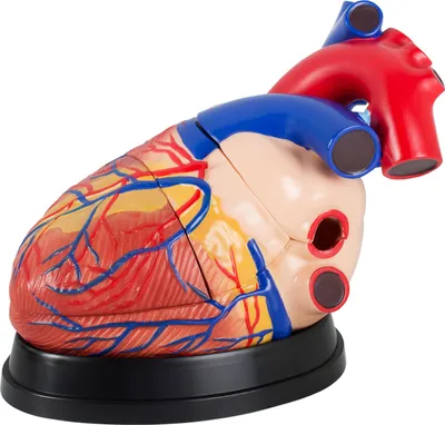 Obrázek produktu pro Anatomický model lidského srdce Anatomický model lidského těla Anatomický model lidského srdce Lidské modely Velké 34 cm Výukový model MedMod