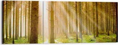 Produktbild von Bild auf Leinwand - Leinwandbild - Bäume Sonne Natur - 150x50cm - Wand Bild - Wanddeko - Wandbilder - Leinwanddruck - Bilder - Kunstdruck - Wanddekoration - Leinwand bilder - Wandkunst - CA150x50-0156