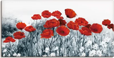 Produktbild von ARTland Leinwandbild Roter Mohn im Feld Größe: 40x20 cm