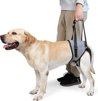 Produktbild von Hundehebegeschirr, Hundestützgeschirr für die Hinterbeine, weiche Hundestützschlaufe für verletzte behinderte kleine, mittlere und große Hunde, Hundeschlaufe für Hinterbeine(Grau,XL)