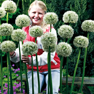 Zdjęcie produktu dla Allium Czosnek Ozdobny White Giant 1 szt. Cebulki Kwiatowe Czosnki Ozdobne