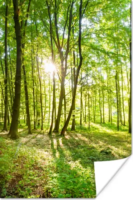 Produktbild von MuchoWow® Poster Natur - Bäume - Wald - Grün - Sonnenlicht 80x120 cm - Papierdruck