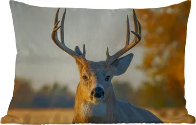 Produktbild von MuchoWow® Outdoor Kissen - Hirsche - Gras - Herbst - Geweih - Natur - Tiere - 60x40 cm - Wetterfest - Lounge Kissen - Zierkissen - Kissen für Innenräume