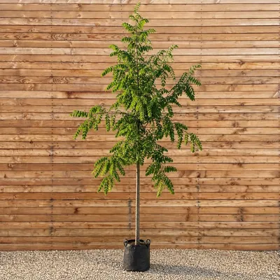 Produktbild von Robinie 250-300 cm, Stammumfang 10-12 cm - Robinia pseudoacacia Hochstamm