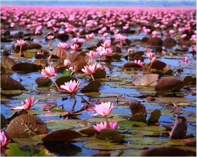 Produktbild von Wallario Poster - Seerosenlandschaft mit rosa Blüten, Kunstdruck Größe: 40 x 50 cm