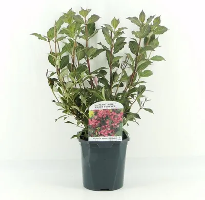 Produktbild von Weigelie Purpurea – Zierstrauch 40–60 cm, rosa Blüten & dunkelrotes Laub, winterhart, Weigela florida 'Purpurea'