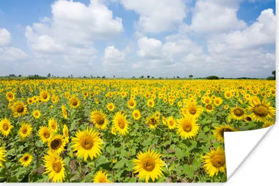 Produktbild von MuchoWow® Poster Sonnenblumen - Blumen - Wolken - Natur - Gelb - Landschaft 180x120 cm - Fotoplakat