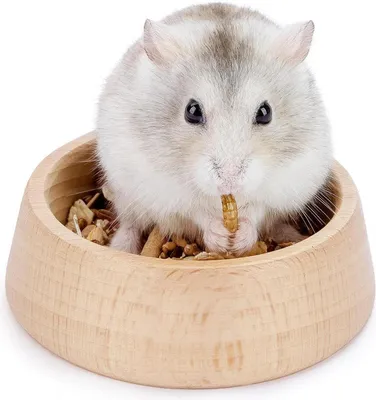 Image de Hamster en bois Mangeoire pour petits animaux Hamsters nains syriens Gerbilles Souris Degus