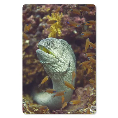 Produktbild von MuchoWow® Mauspad Mousepad Fische - Korallen - Ozean 40x60 cm - Mousepads - Maus Mat - Pad - Mausunterlage - Schreibtisch Accesoire