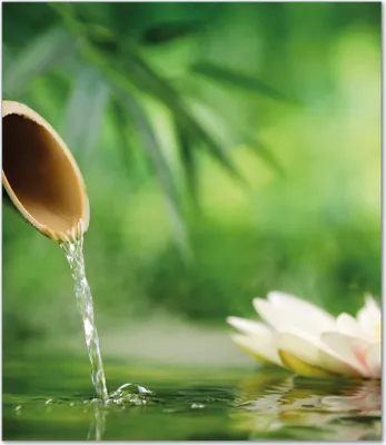 Produktbild von Wallario Herdabdeckplatte aus Glas, Größe 52 x 60 cm 1-teilig, Motiv Seerosen und Bambus auf dem Wasser